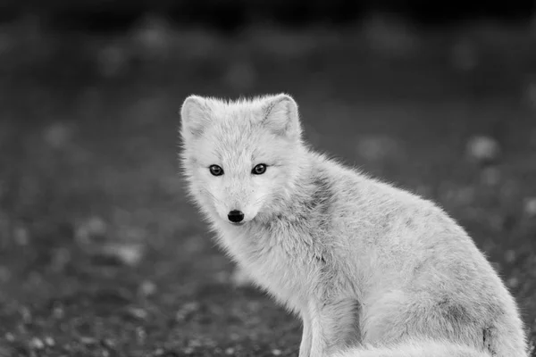 Imagem Raposa Polar Bonito — Fotografia de Stock