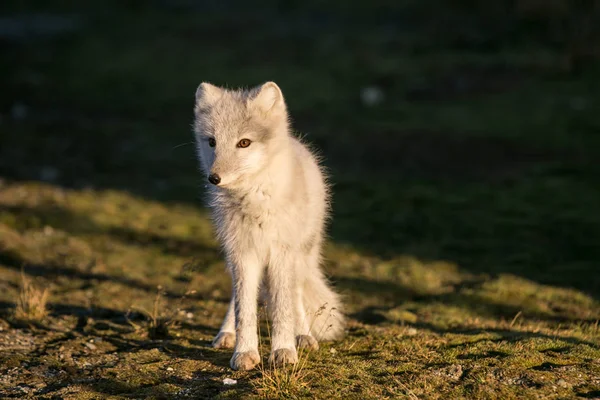 春のツンドラの風景の中にかわいい北極キツネの素晴らしい写真 — ストック写真