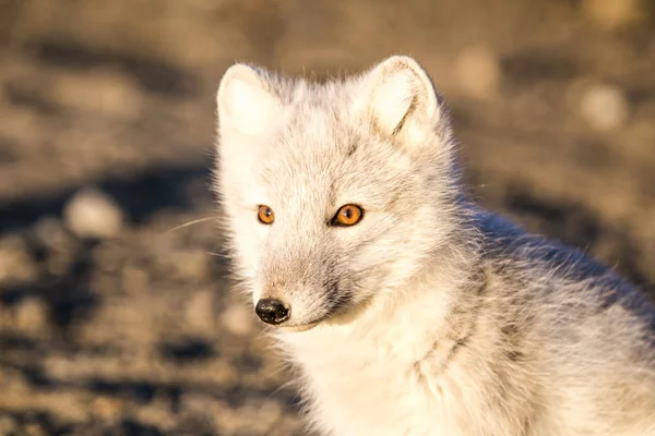 Imagen Lindo Zorro Polar — Foto de Stock