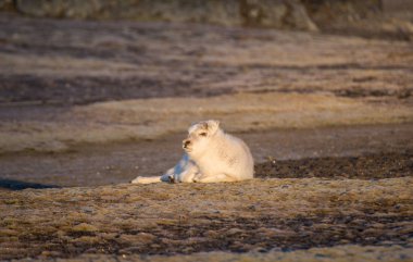 Kuzey Kutbu tundra manzarasında sevimli, tüylü bir ren geyiğinin fotoğrafı.