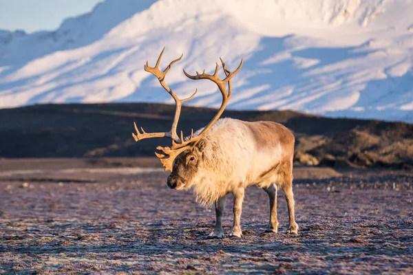 美丽的毛茸茸的驯鹿在北极景观中的角照片 — 图库照片