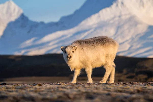 Foto Van Een Schattig Baby Pluizig Rendier Arctische Toendra Landschap — Stockfoto