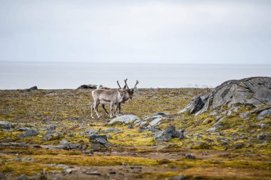 Kuzey Kutbu 'nda pofuduk ren geyiklerinin güzel fotoğrafı