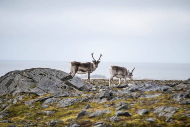 Kuzey Kutbu 'nda pofuduk ren geyiklerinin güzel fotoğrafı