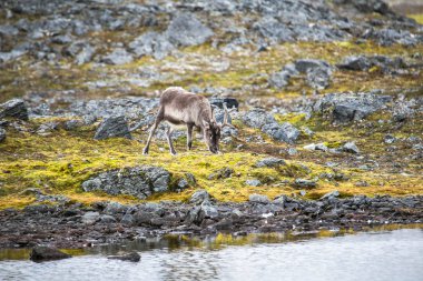 Bahar tundrasında su içmeye çalışan bir ren geyiğinin güzel fotoğrafı.