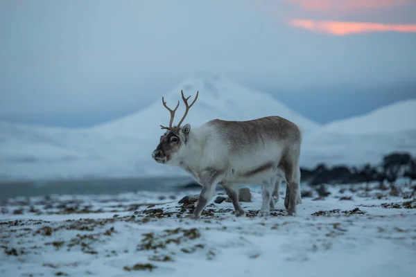 Zdjęcie Pięknych Puszystych Reniferów Arktycznych Krajobrazach — Zdjęcie stockowe