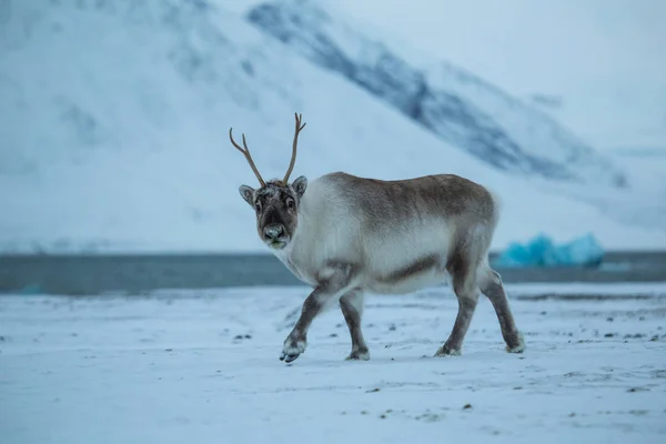 北极风景中美丽的蓬松驯鹿的照片 — 图库照片