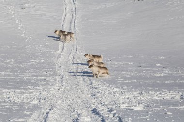 Bahar güneşin Ren geyiği