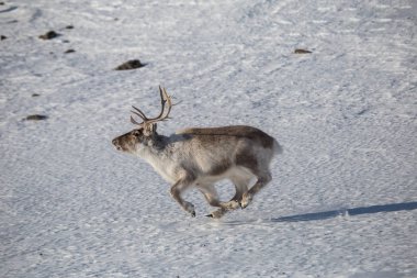 Bahar güneşin Ren geyiği