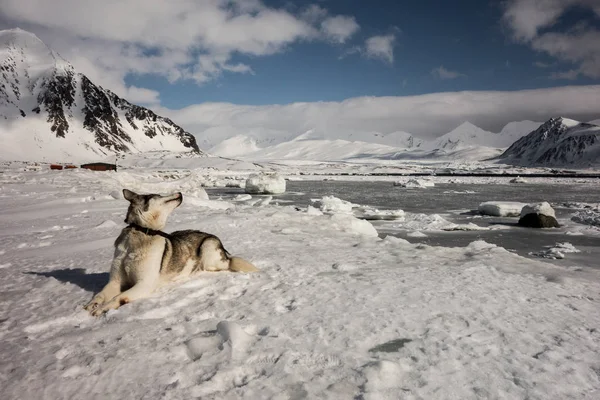 Eskimo köpeğinin kar yüzeyinde yattığını ve geriye baktığını görmek