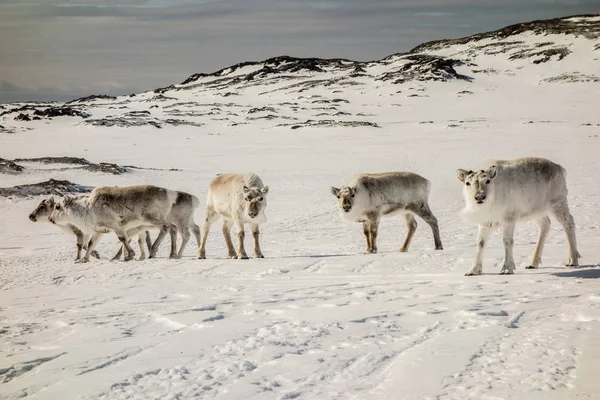 Σμήνος Ταράνδων Στο Φυσικό Χιονισμένο Αρκτικό Περιβάλλον Του — Φωτογραφία Αρχείου