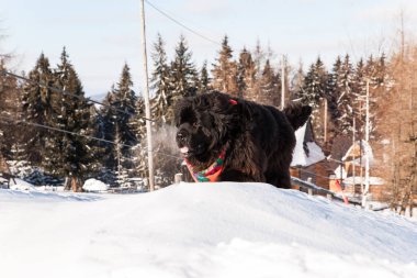 Newfoundland köpeği karlı arazide eğleniyor.