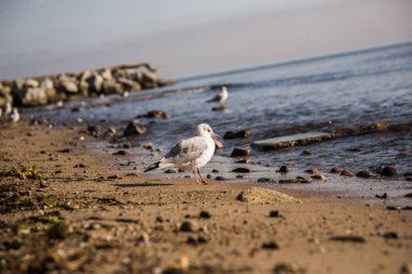 Kıyıdan martılarla dolu bir suya bak.