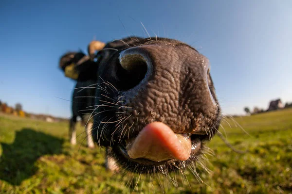 Nahaufnahme Der Nase Einer Kuh — Stockfoto