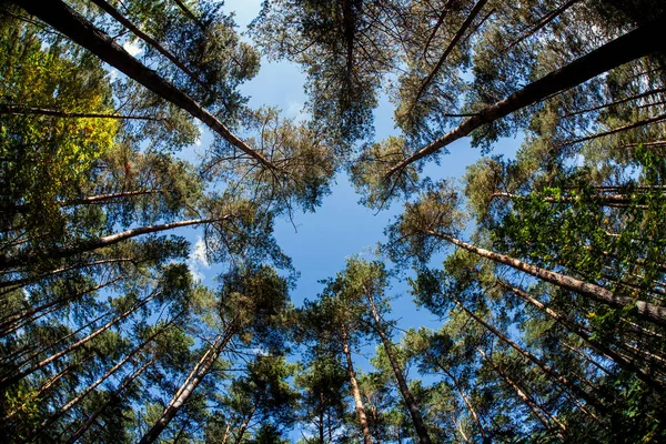 Çam ağaçlarının alt manzarası