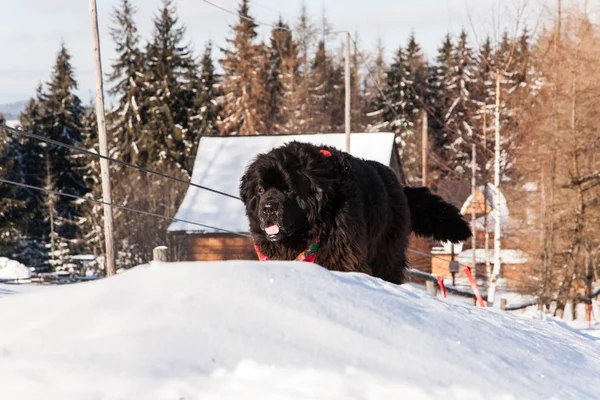 Newfoundland dog is having fun in snowy landscape