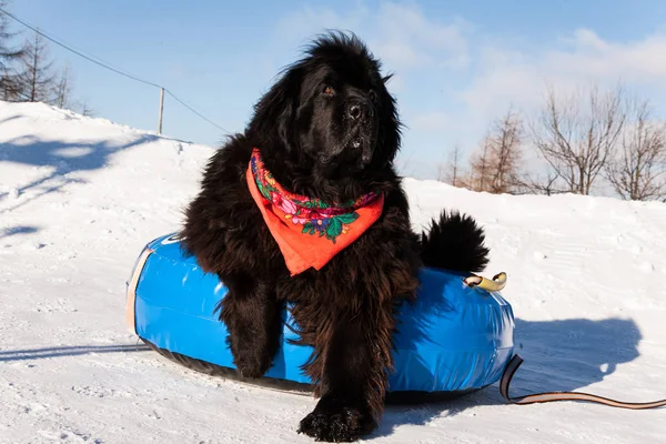 Newfoundland dog is having fun in snowy landscape