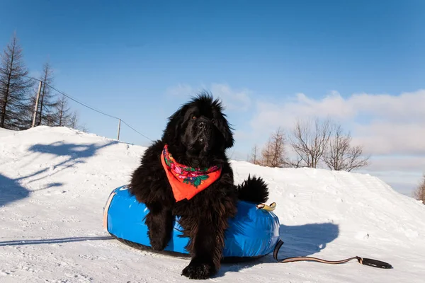 Newfoundland köpeği karlı arazide eğleniyor.