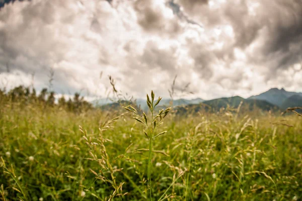 Arka planda bulut ve dağ aralığı olan dikenli sahanın yakın görüntüsü