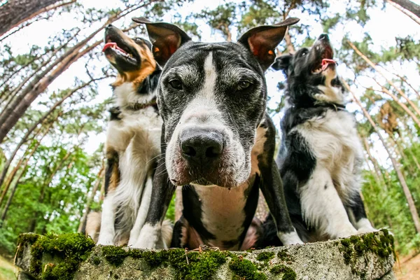 Bottom View Three Dogs Sitting Park One Them Looking Camera — Stock Photo, Image