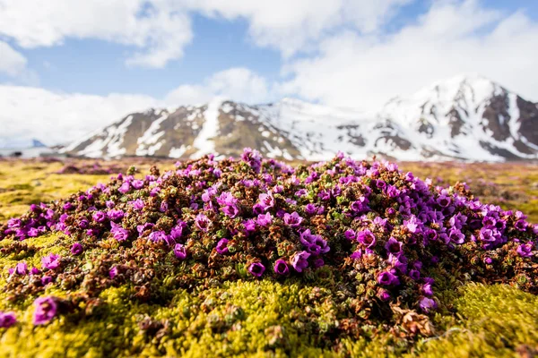 Arktisch Rosa Frühlingsblumen Blühen Der Tundra — Stockfoto