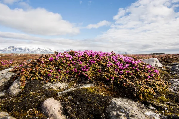 Arctische Roze Lentebloemen Bloeien Toendra — Stockfoto