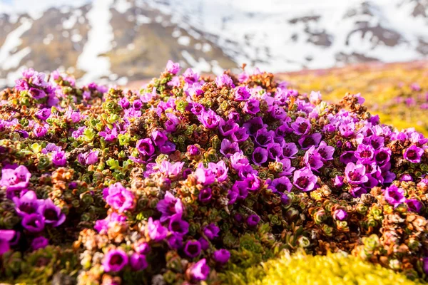 Arctische Roze Lentebloemen Bloeien Toendra — Stockfoto