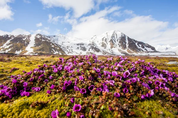 Kutup pembe bahar çiçekleri tundrada çiçek açıyor.