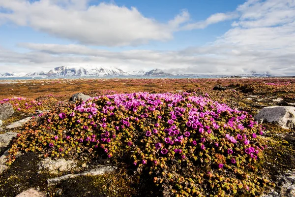 Güney Spitsbergen 'de büyüyen minik pembe çiçekler