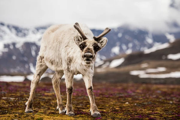 Fénykép Szőrös Rénszarvas Tundra Gyönyörű Hegyi Táj Mögött — Stock Fotó