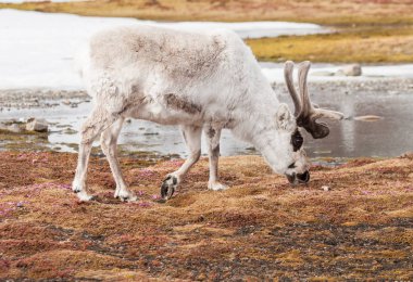 Tundra manzarasında yosun yiyen tüylü ren geyiklerinin fotoğrafı.
