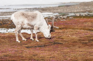 Tundra manzarasında yosun yiyen tüylü ren geyiklerinin fotoğrafı.