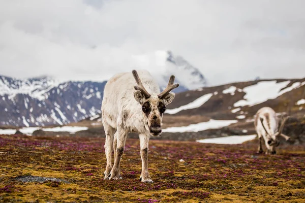 Tundra 'daki tüylü ren geyiklerinin fotoğrafları. Arkalarında muhteşem manzaralar var.