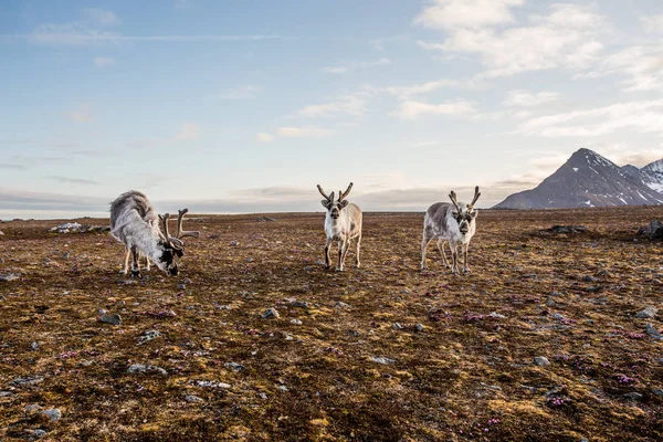 Fénykép Szőrös Rénszarvasok Tundra Gyönyörű Táj Mögöttük — Stock Fotó