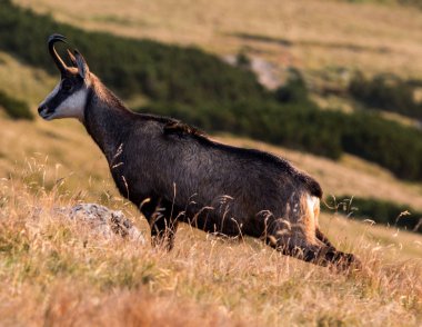 Bir Chamois 'nin doğal ortamında çekilmiş fotoğrafı.