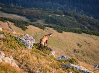 Arkasında dağ manzaralı bir Chamois fotoğrafı.