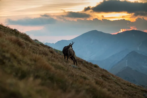 Arkasında dağ manzaralı bir Chamois fotoğrafı.