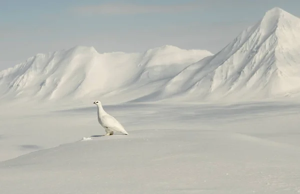 Pássaro Grouse Branco Neve Geleira Spitsbergen — Fotografia de Stock