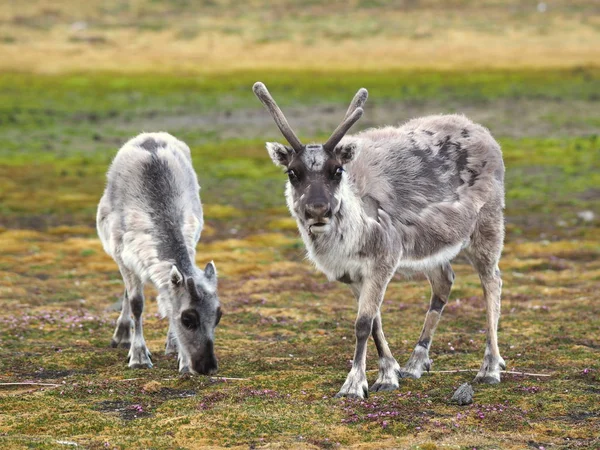 两个毛茸茸的驯鹿在冻土带景观中的照片 — 图库照片