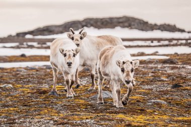 Tunrea, Spitsbergen üzerinde ren geyiği