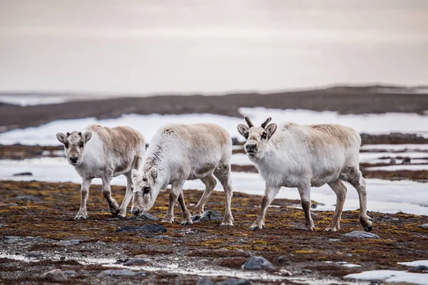 Renifer Tunrea Spitsbergen — Zdjęcie stockowe