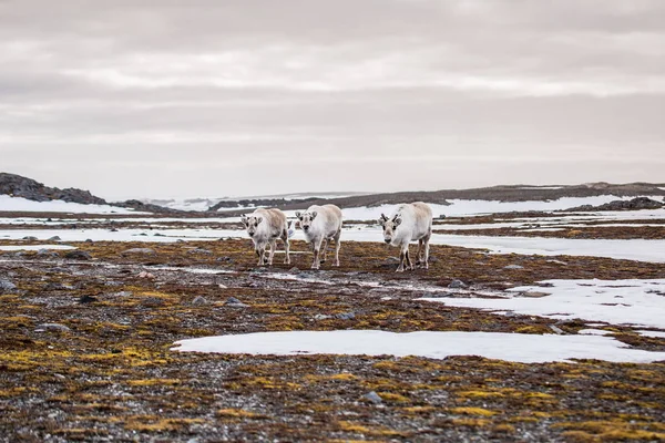 Renas Tunrea Spitsbergen — Fotografia de Stock