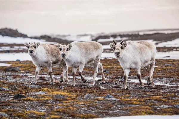 Τάρανδος Tunrea Spitsbergen — Φωτογραφία Αρχείου