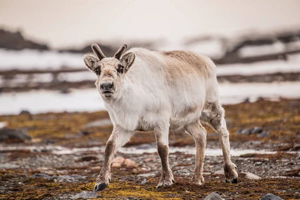 Rendieren Tunrea Spitsbergen — Stockfoto