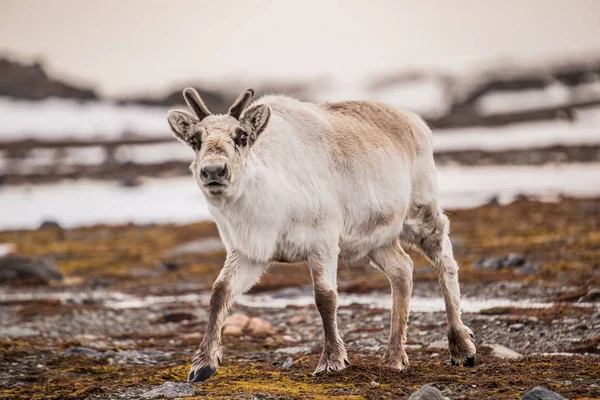 Renifer Tunrea Spitsbergen — Zdjęcie stockowe