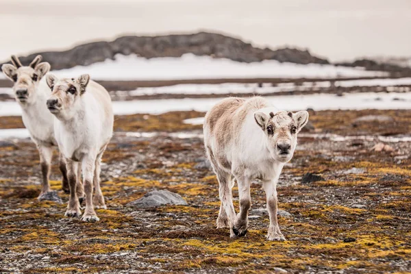 Rendieren Tunrea Spitsbergen — Stockfoto