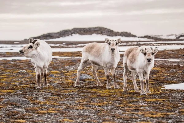 Τάρανδος Tunrea Spitsbergen — Φωτογραφία Αρχείου