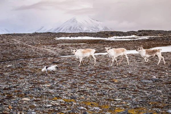 Τάρανδος Tunrea Spitsbergen — Φωτογραφία Αρχείου