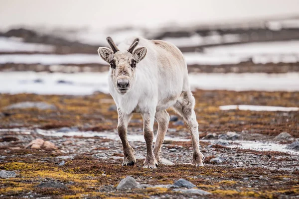 Renifer Tunrea Spitsbergen — Zdjęcie stockowe