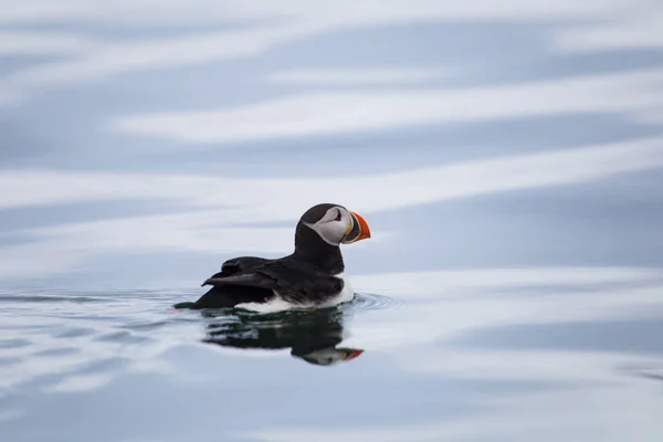 Imagem Puffin Atlântico Nadando Águas Árticas — Fotografia de Stock